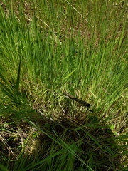 Liliopsida