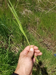Liliopsida