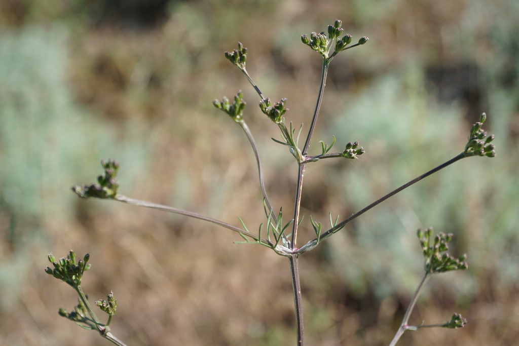 Trinia leiogona
