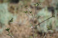 Trinia leiogona
