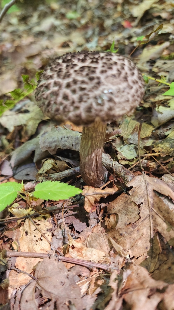 Old-man-of-the-woods · September 2026 · photo: Photo: (c) Kevin Andros, some rights reserved (CC BY) · iNaturalist