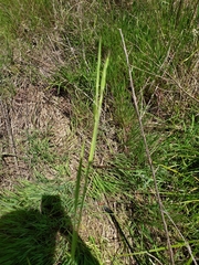 Liliopsida