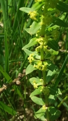 Cruciata