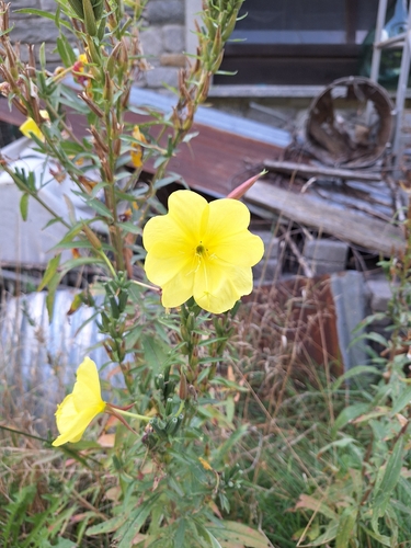 Large-flowered Evening-primrose