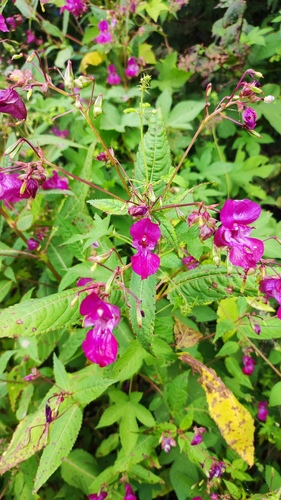 Himalayan balsam
