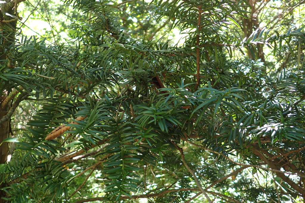 Taxus cuspidata; photograph (c) Gabriel, some rights reserved (CC BY)