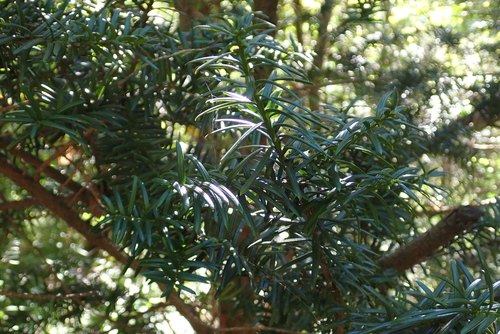 Taxus cuspidata, photograph 3
