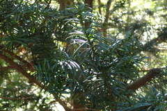 (c) Gabriel, some rights reserved (CC BY) Taxus cuspidata, photograph (c) Gabriel, some rights reserved (CC BY)