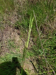 Liliopsida