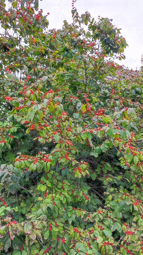 Amur honeysuckle
