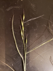 Liliopsida