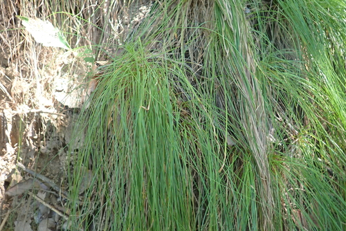 Carex lanceolata, 2026-09-06