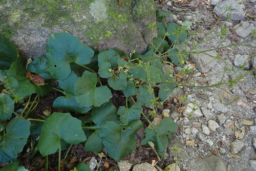 Adenocaulon himalaicum, photograph 4