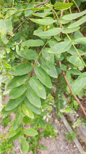 black locust