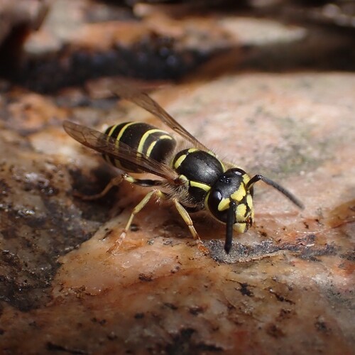 Common Asian Yellowjacket photo 3