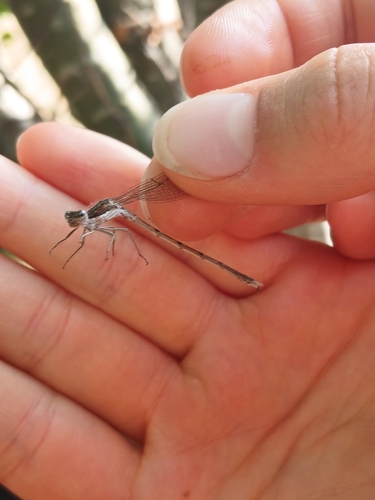 Common Winter Damselfly