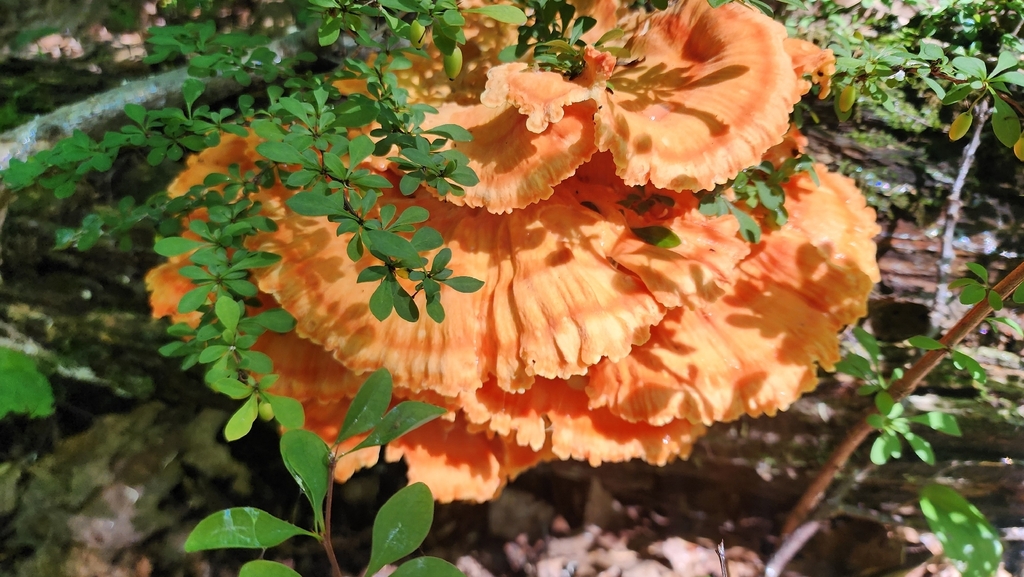 chicken of the woods · September 2026 · photo: Photo: (c) Kevin Andros, some rights reserved (CC BY) · iNaturalist