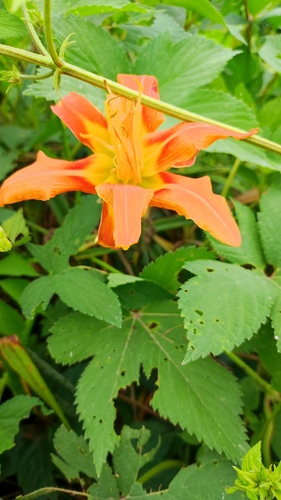 orange day-lily