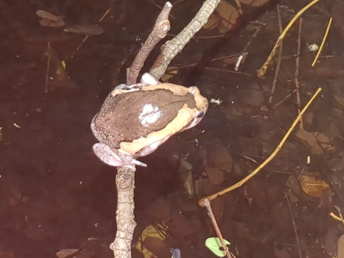Asian Painted Frog