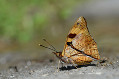 Dilipa fenestra