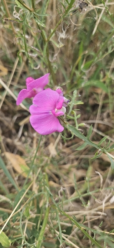 broad-leaved sweet pea