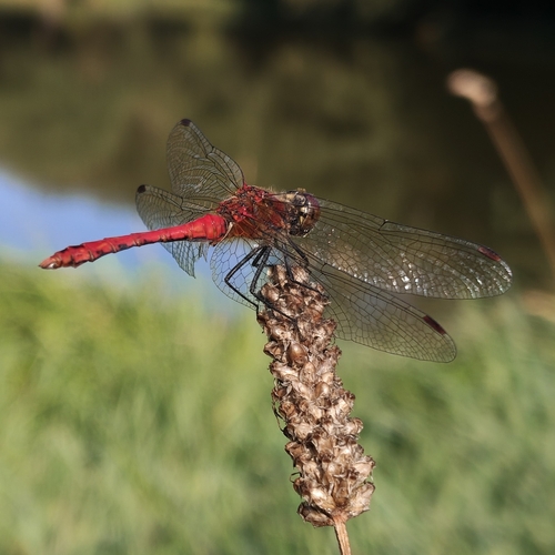 Ruddy Darter