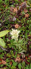 author not stated, no rights reserved Castilleja septentrionalis, photograph author not stated, no rights reserved