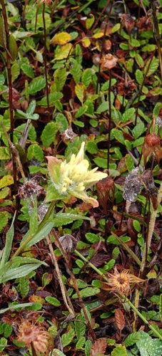 Castilleja septentrionalis, photograph 5