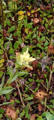 author not stated, no rights reserved Castilleja septentrionalis, photograph author not stated, no rights reserved