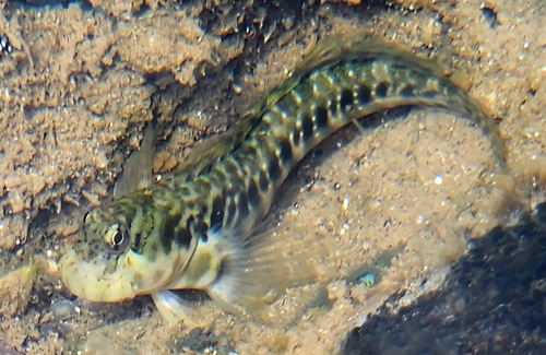 Brazilian Rockskipper