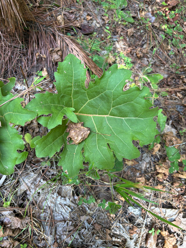 Silphium compositum, photograph 5