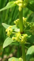 Cruciata
