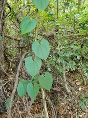 Dioscorea bulbifera image