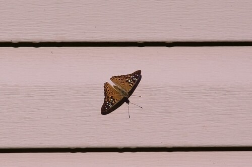 Hackberry Emperor
