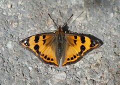 Dilipa fenestra