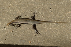 Trachylepis gravenhorstii