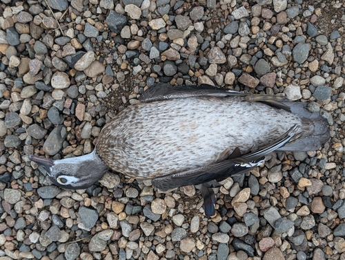 Wood Duck