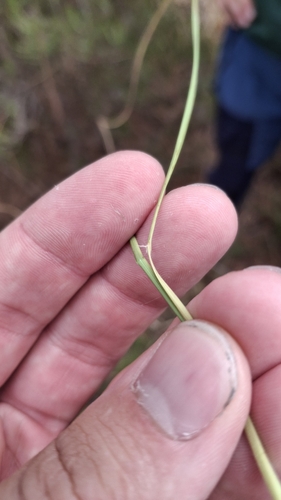 Molinia caerulea, photograph 3