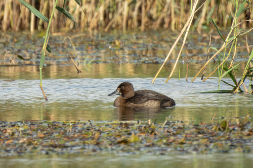 iNaturalist image