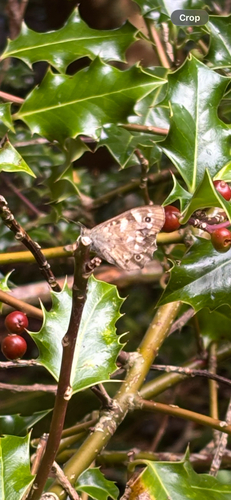 Speckled Wood