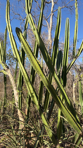 Cereus bicolor, photograph 1