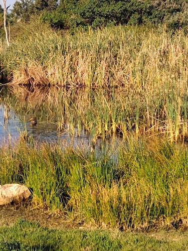 iNaturalist image