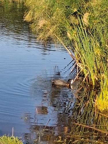 iNaturalist image