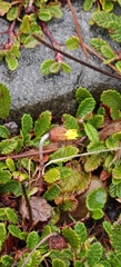 author not stated, no rights reserved Dryas drummondii, photograph author not stated, no rights reserved