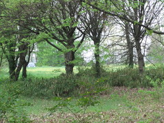 Pleioblastus fortunei