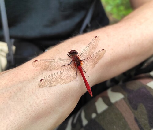 Ruddy Darter