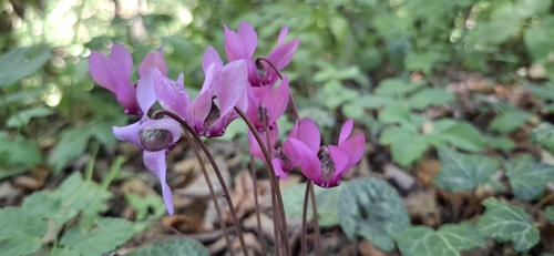 European Cyclamen