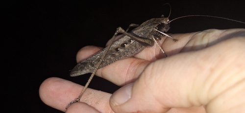 Mecopoda minor