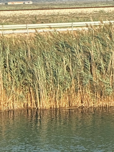 Common Reed