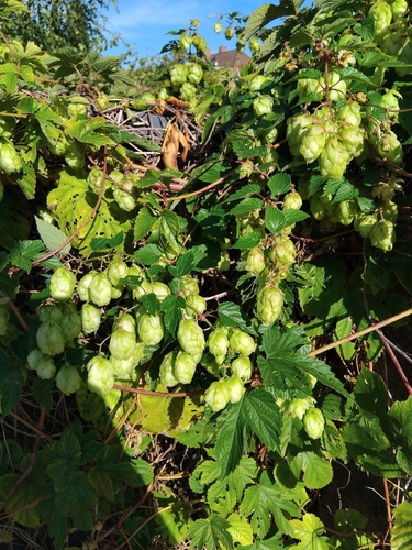 common hops